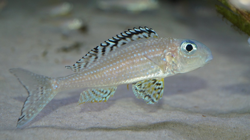 Xenotilapia papilio 'Tembwe (Deux)'